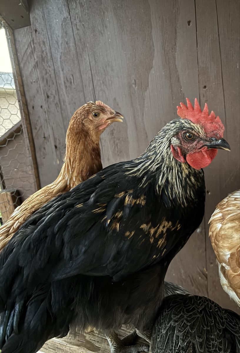 FREE Black Star Rooster (3 Mo old)