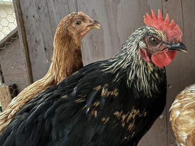 FREE Black Star Rooster (3 Mo old)