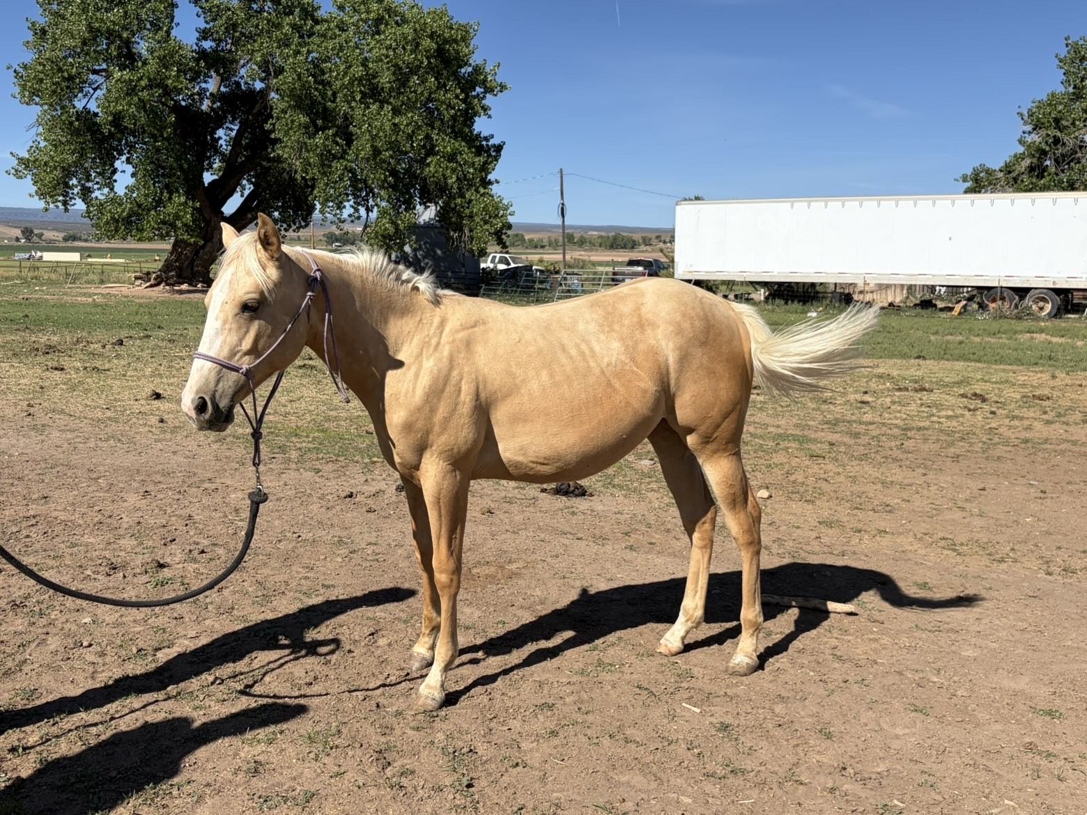 AQHA Filly