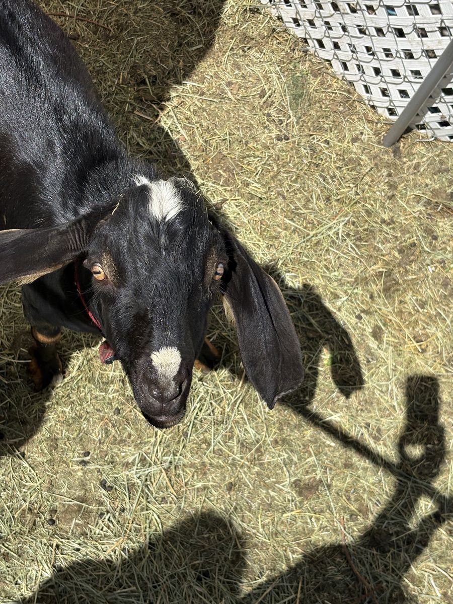Nubian goat for stud