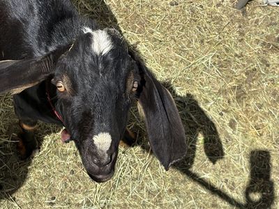 Nubian goat for stud