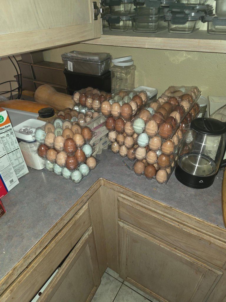 eggs for sale