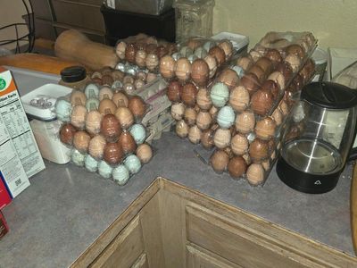eggs for sale
