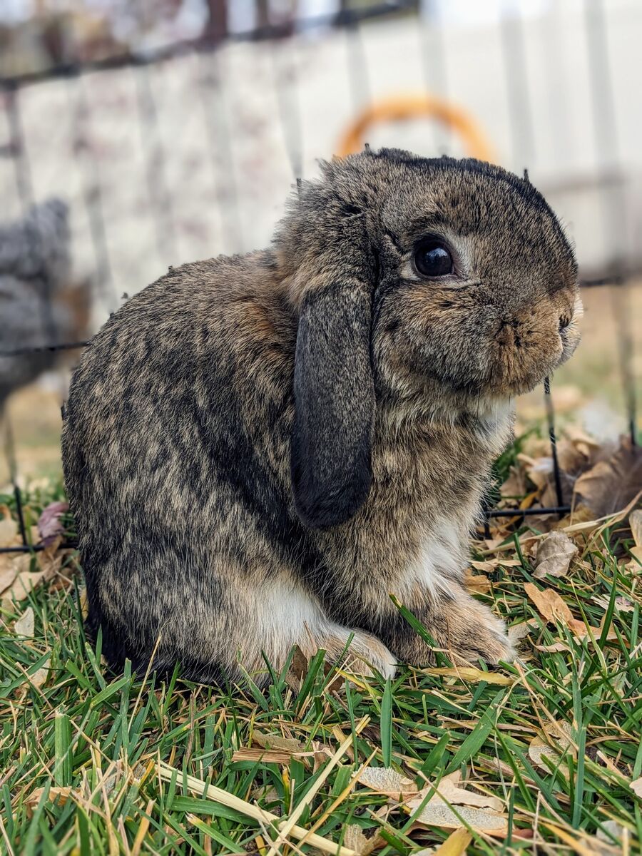 Chestnut Bunny Holland Lop for sale