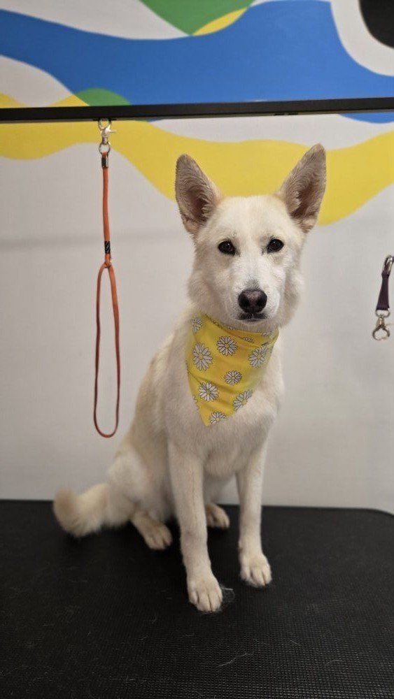 German Shepherd husky mix