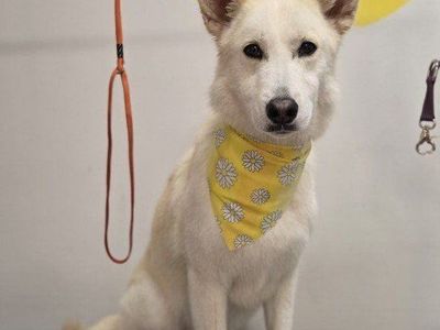 German Shepherd husky mix