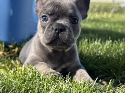AKC French Bulldog Puppies