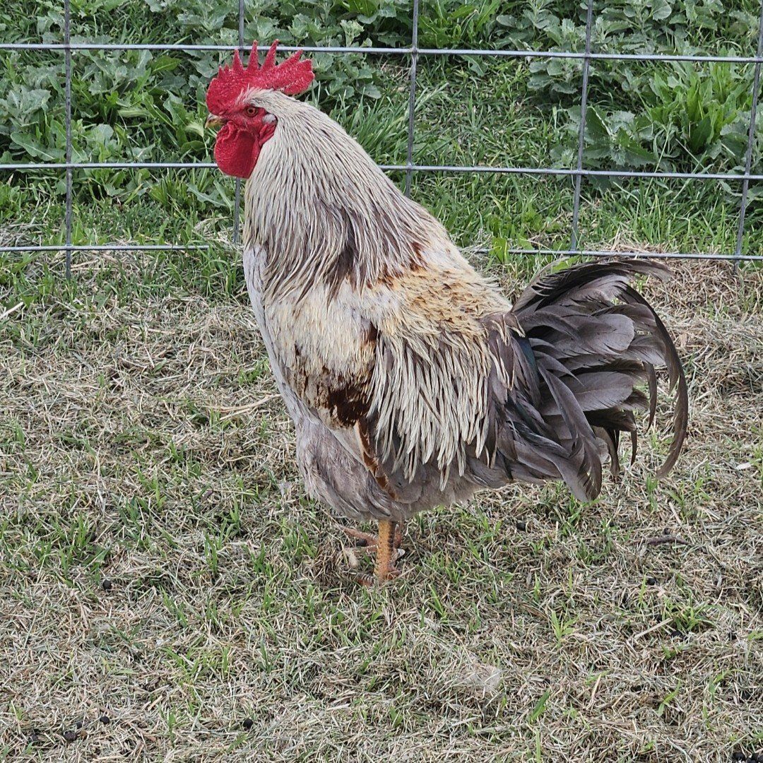Olive egger rooster