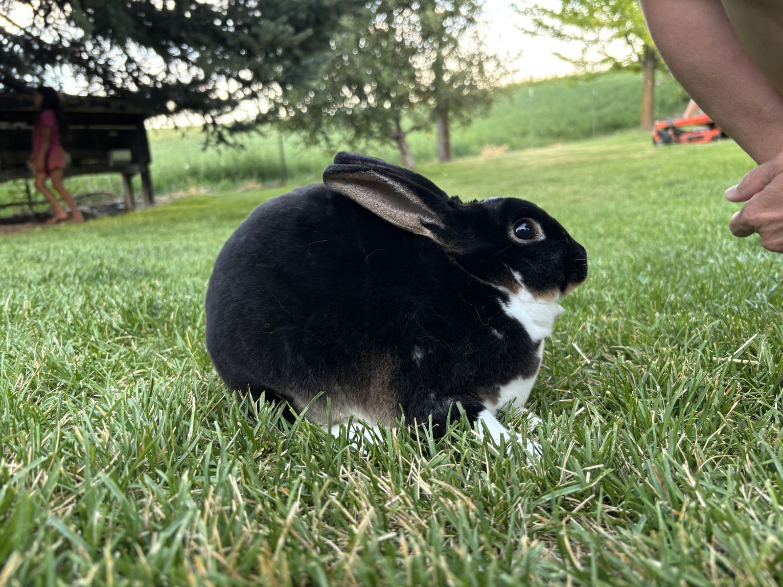 Beautiful Purebred mini Rex