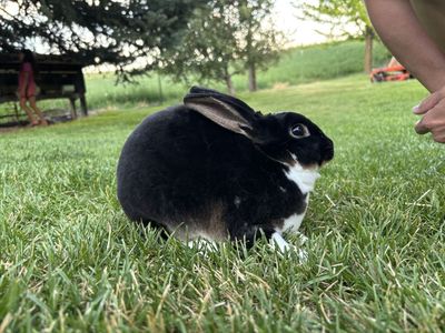 Beautiful Purebred mini Rex
