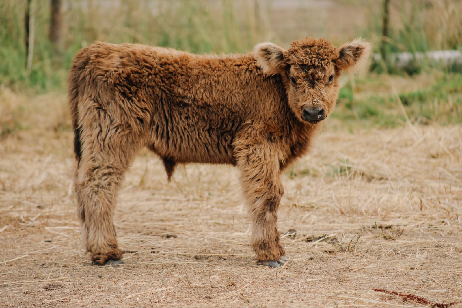 Scottish Highland Calves 