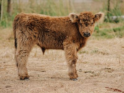 Scottish Highland Calves