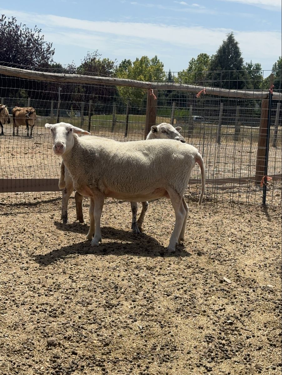 Dairy Ewe