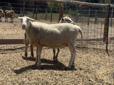 Dairy Ewe