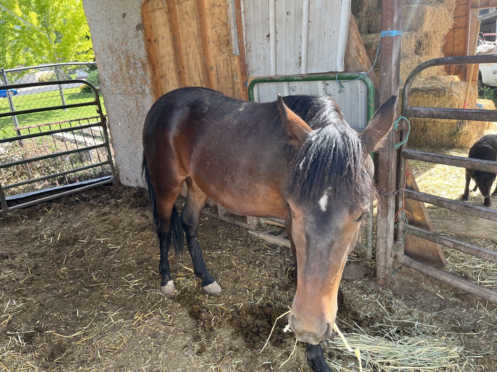 2 Year Old Philly
