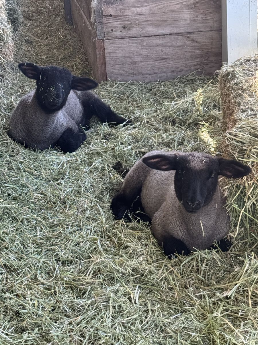 4H show lambs