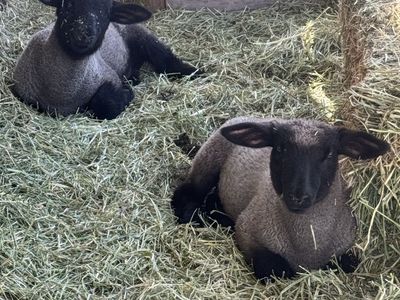 4H show lambs