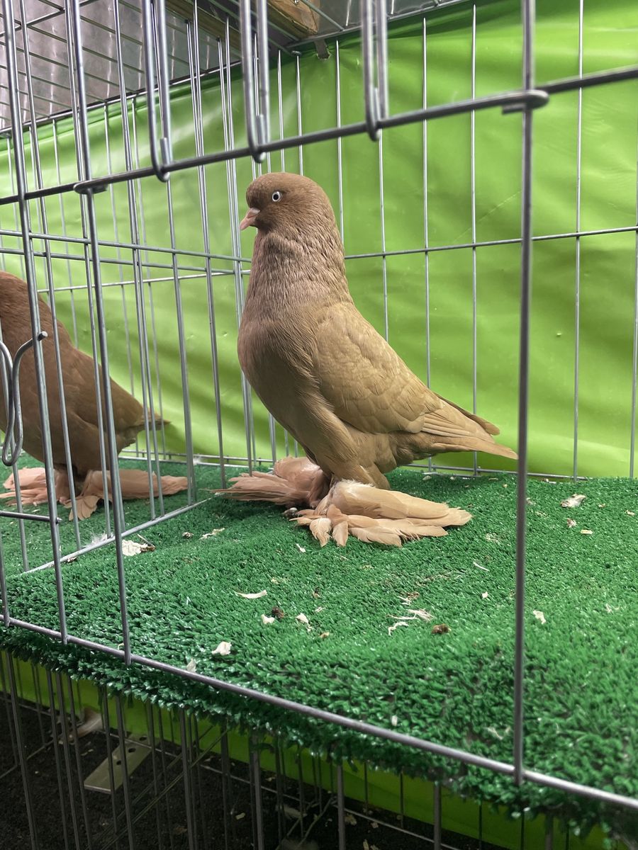 West of England Tumblers Pigeons