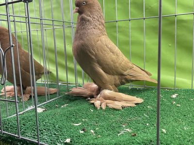 West of England Tumblers Pigeons