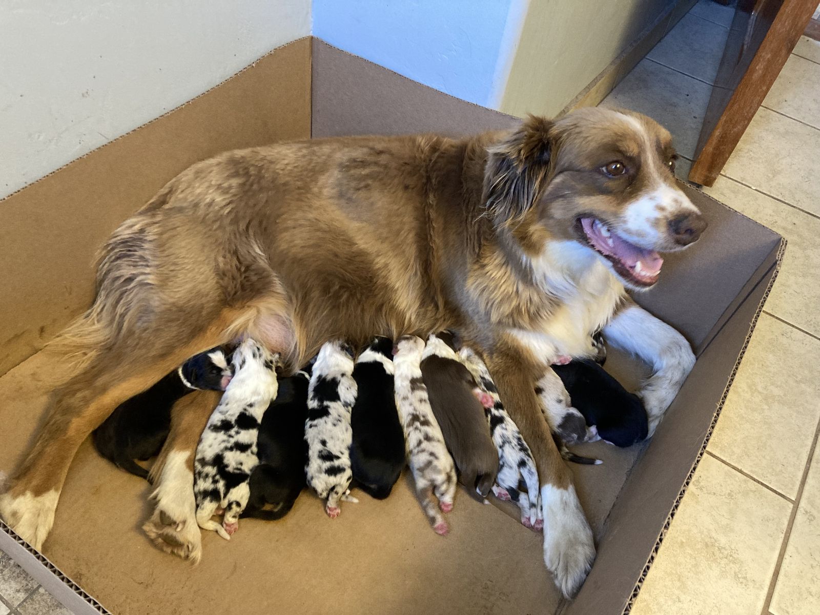 Miniature Australian Shepherd puppies/mini Aussie/ASDR/merle/tricolors