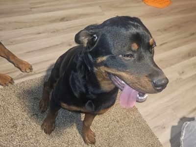 Rottweiler