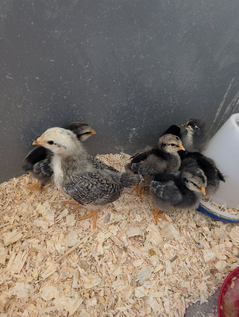 Chicks