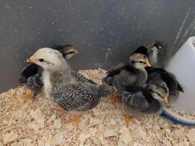 Chicks