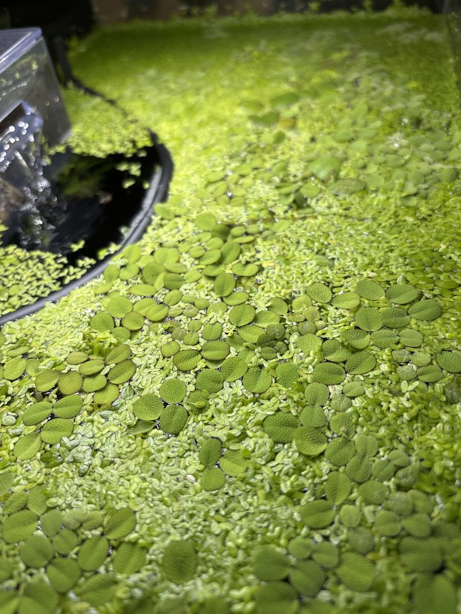 DuckWeed Floating Plants for Aquarium