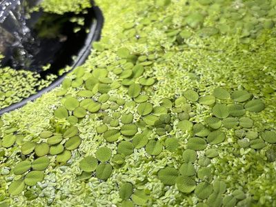 DuckWeed Floating Plants for Aquarium