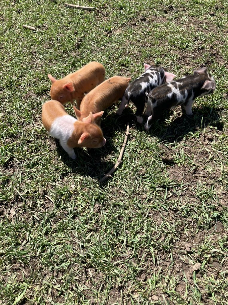 Purebred Registerable KuneKune (Kune Kune) Piglets