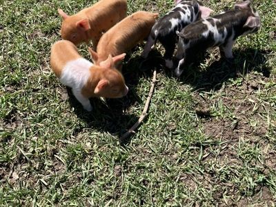 Purebred Registerable KuneKune (Kune Kune) Piglets
