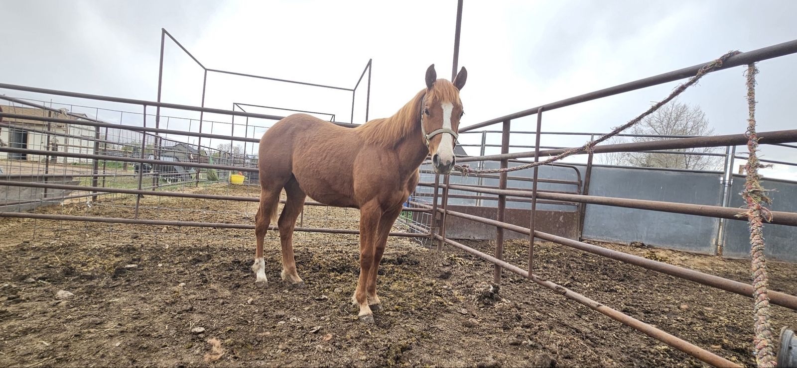 AQHA Yearling Filly