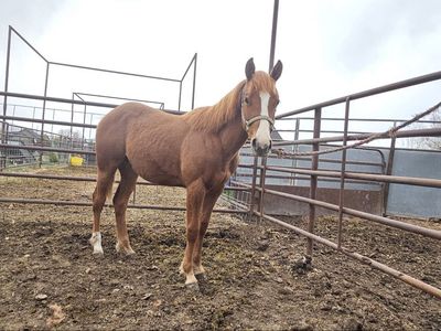 AQHA Yearling Filly