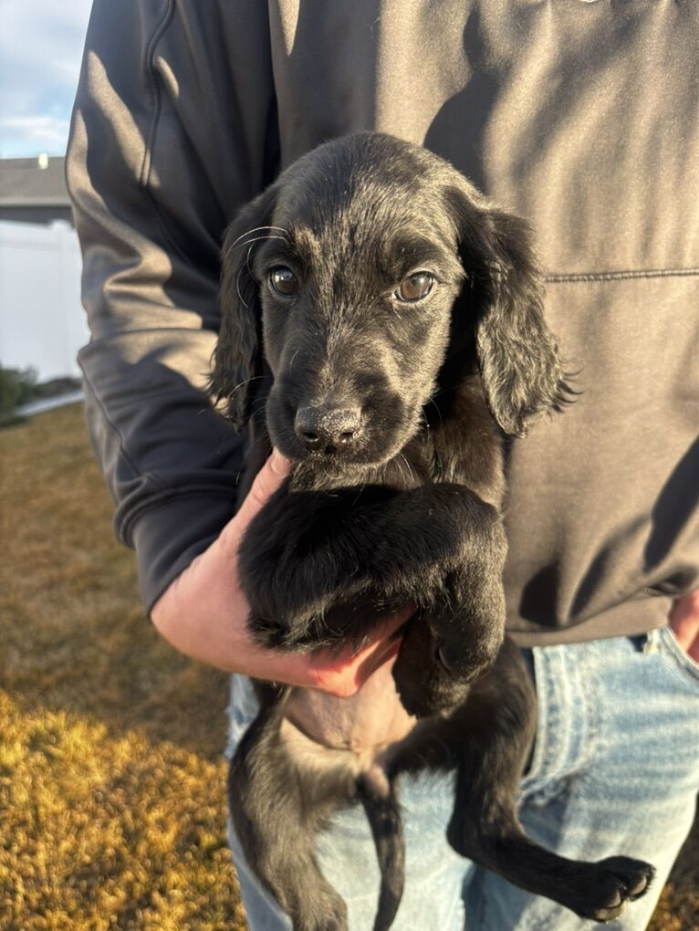 Double Doodle Puppies, Ready To Go!!