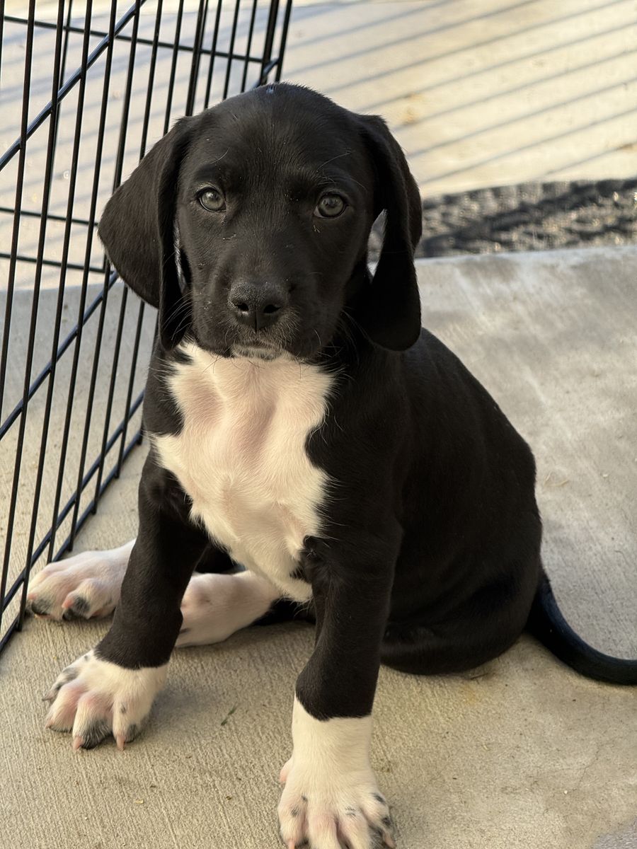 "TANK" — Pick of the Litter | All-Black Mountain Pointer Male | Provo, UT