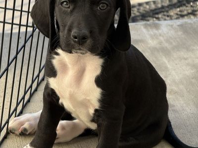 "TANK" — Pick of the Litter | All-Black Mountain Pointer Male | Provo, UT