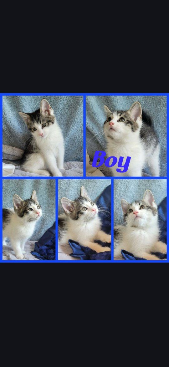 1 ADORABLE FOSTER KITTEN LOOKING FOR HIS FOREVER HOME!