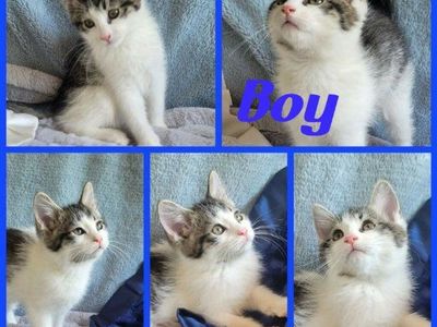 1 ADORABLE FOSTER KITTEN LOOKING FOR HIS FOREVER HOME!