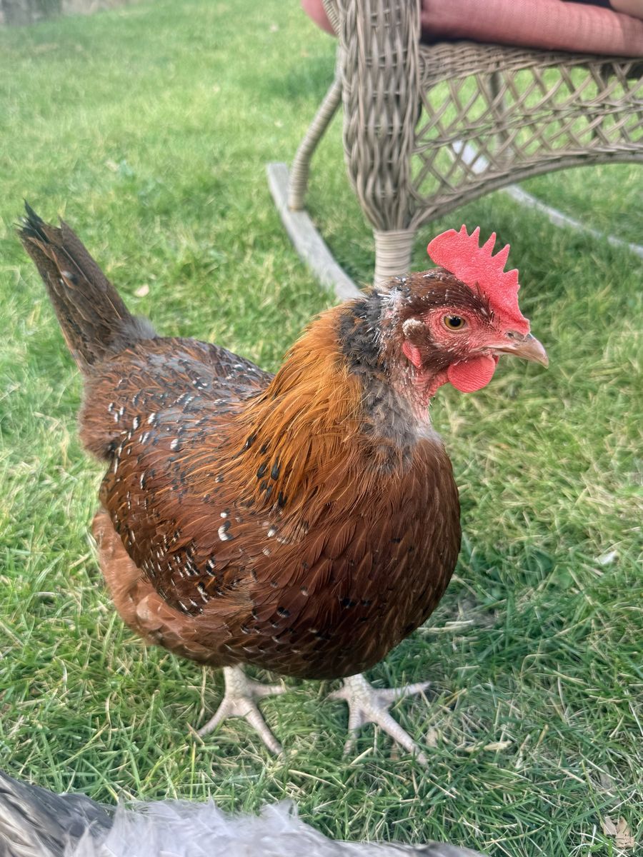 Speckled Sussex Laying Hen
