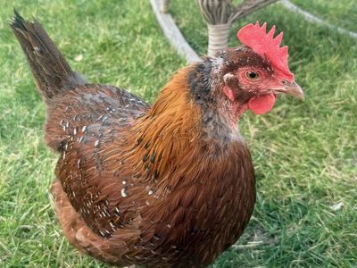 Speckled Sussex Laying Hen