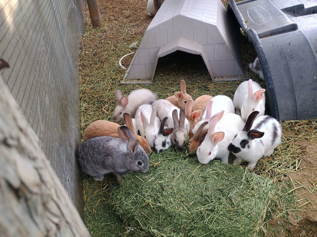 30 New Zealand/Rex Young Meat Rabbits