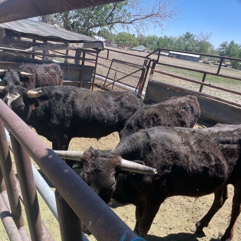 I Have 3 Corriente Roping Steers