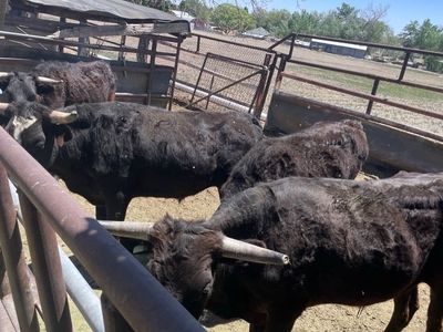 I Have 3 Corriente Roping Steers