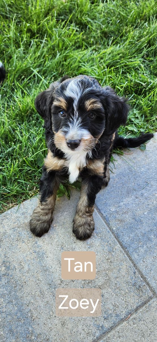 Mini Bernedoodle
