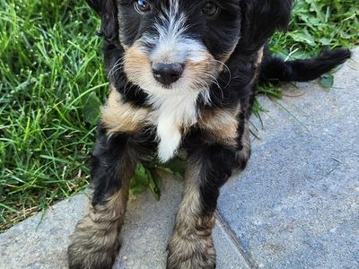 Mini Bernedoodle