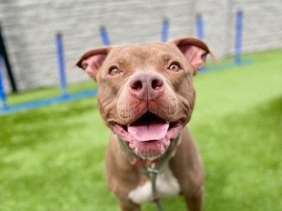 A160434 Twix is Available for Adoption!