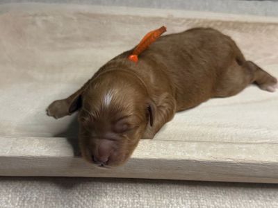 Mini Goldendoodle Puppies- Spots Available