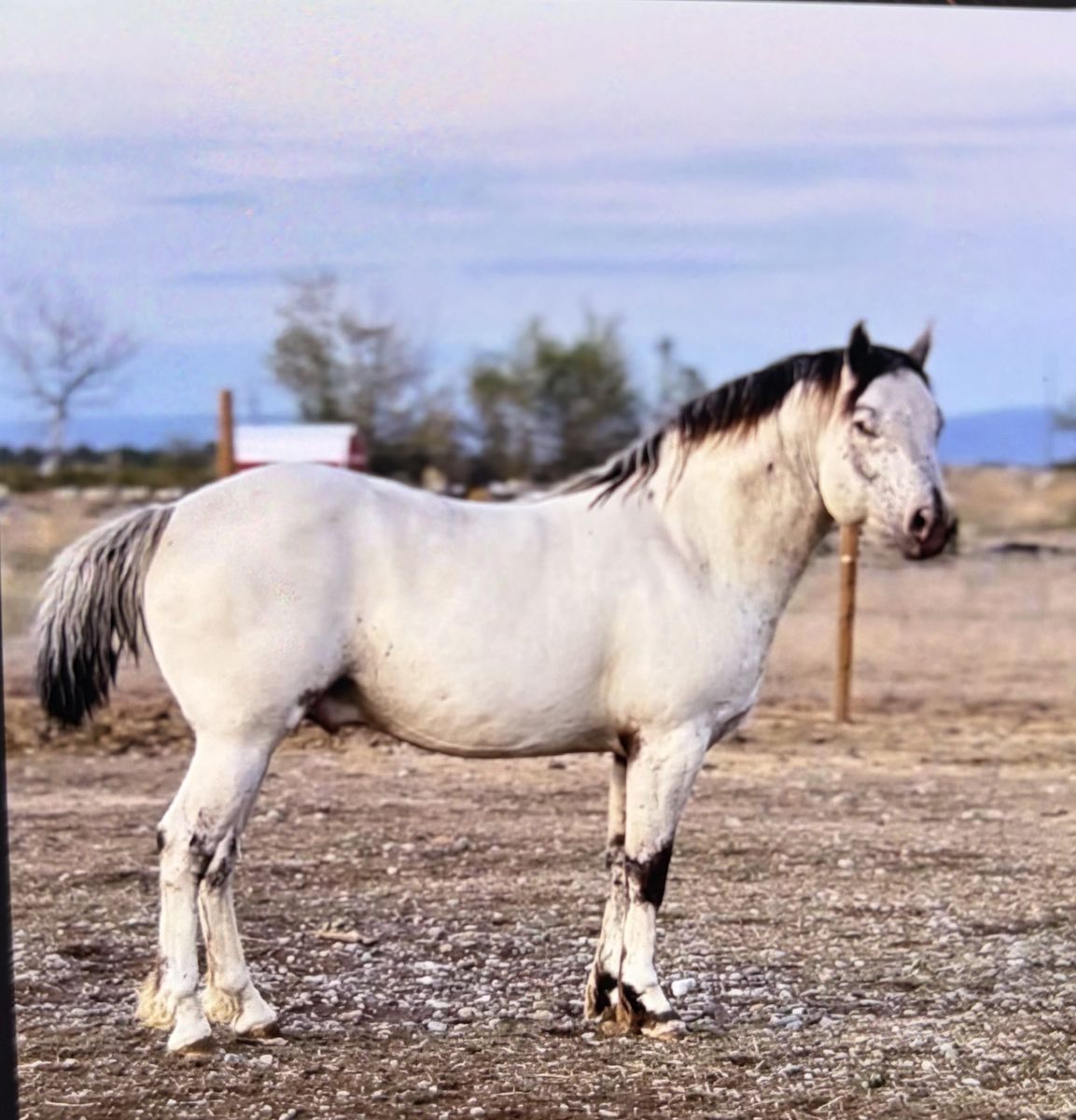 Stud Stallion services $850