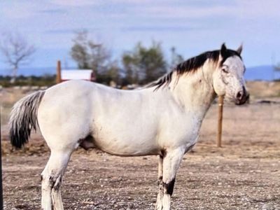 Stud Stallion services $850