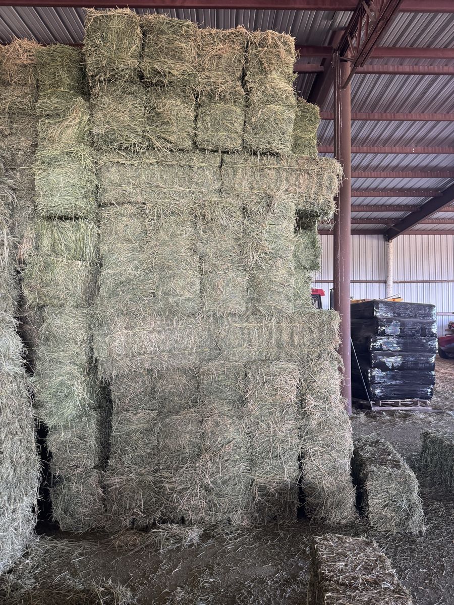 Premium Quality Alfalfa Hay Bales - Livestock Feed